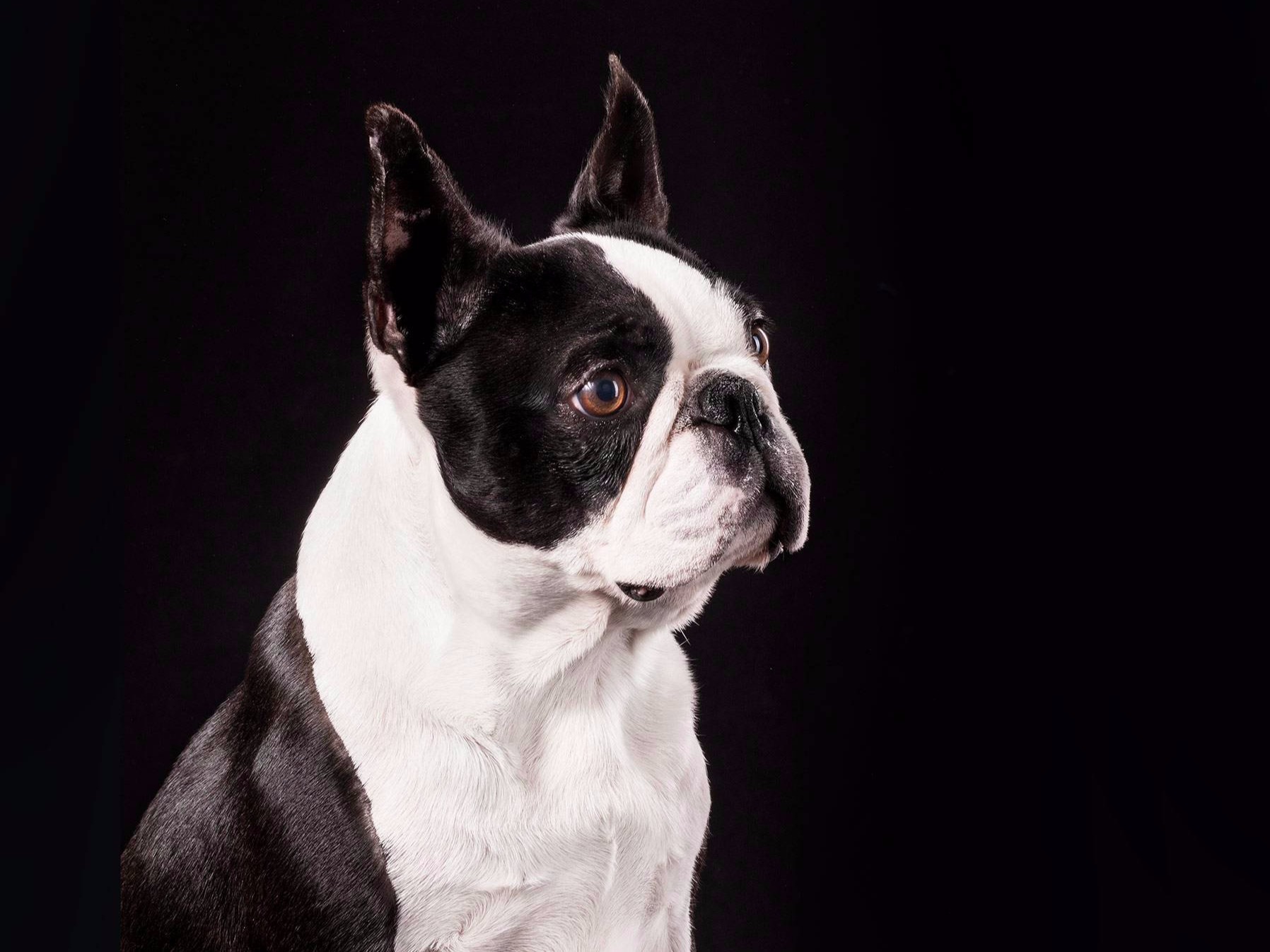 Reklamna fotografija psa, za uzgajivača pasa